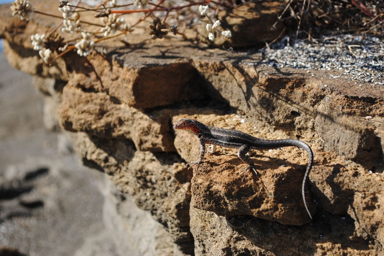 The lava lizards can be hard to see as they are very well camouflaged.